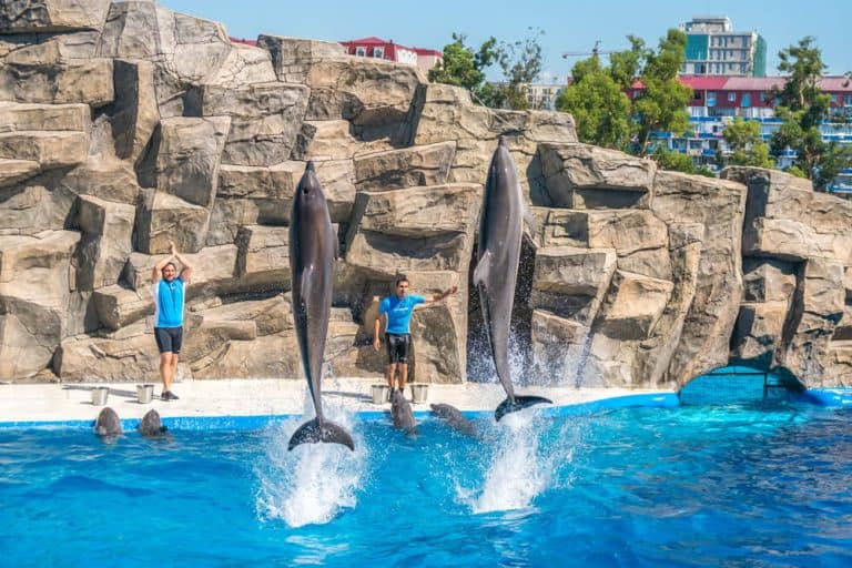 dolphinarium batumi