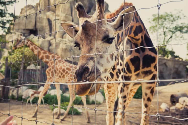 Tbilisi Zoo